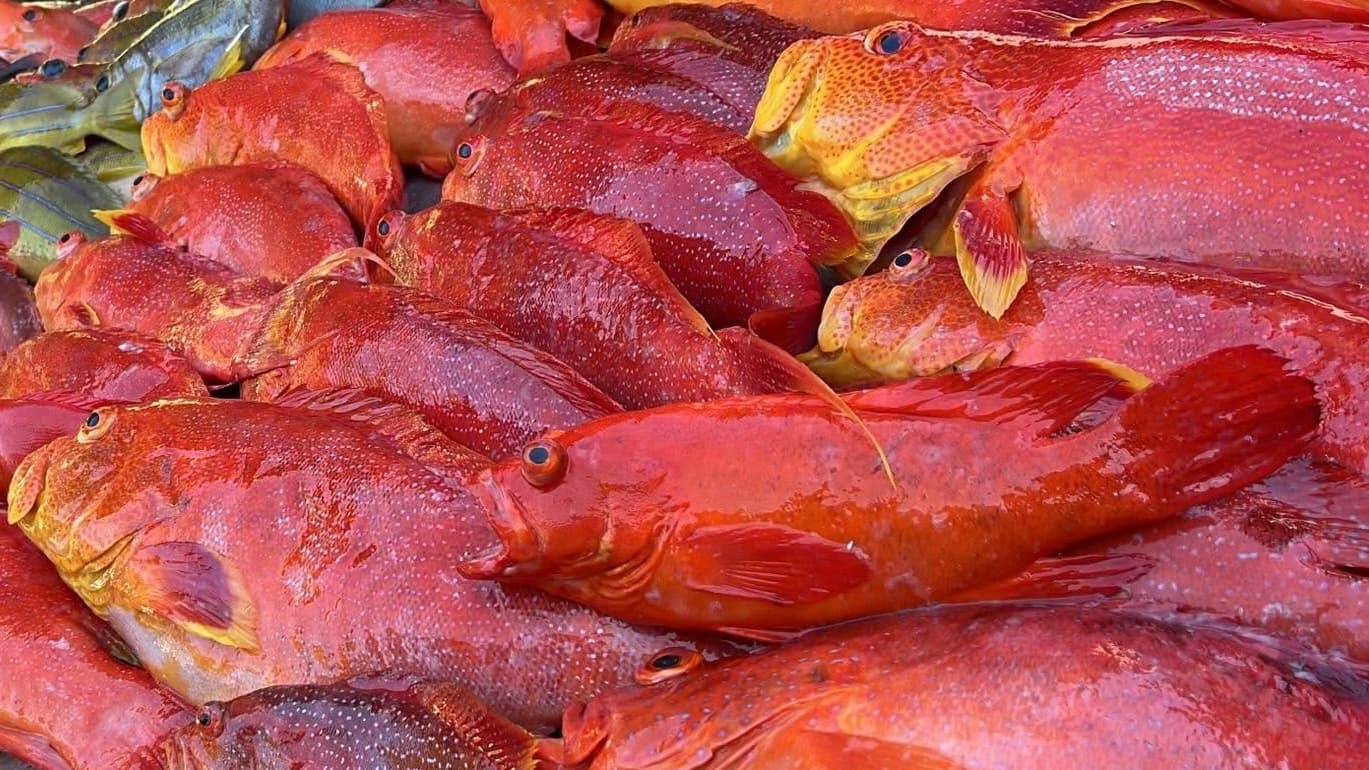 Fishing: A fresh catch of red snapper and grouper