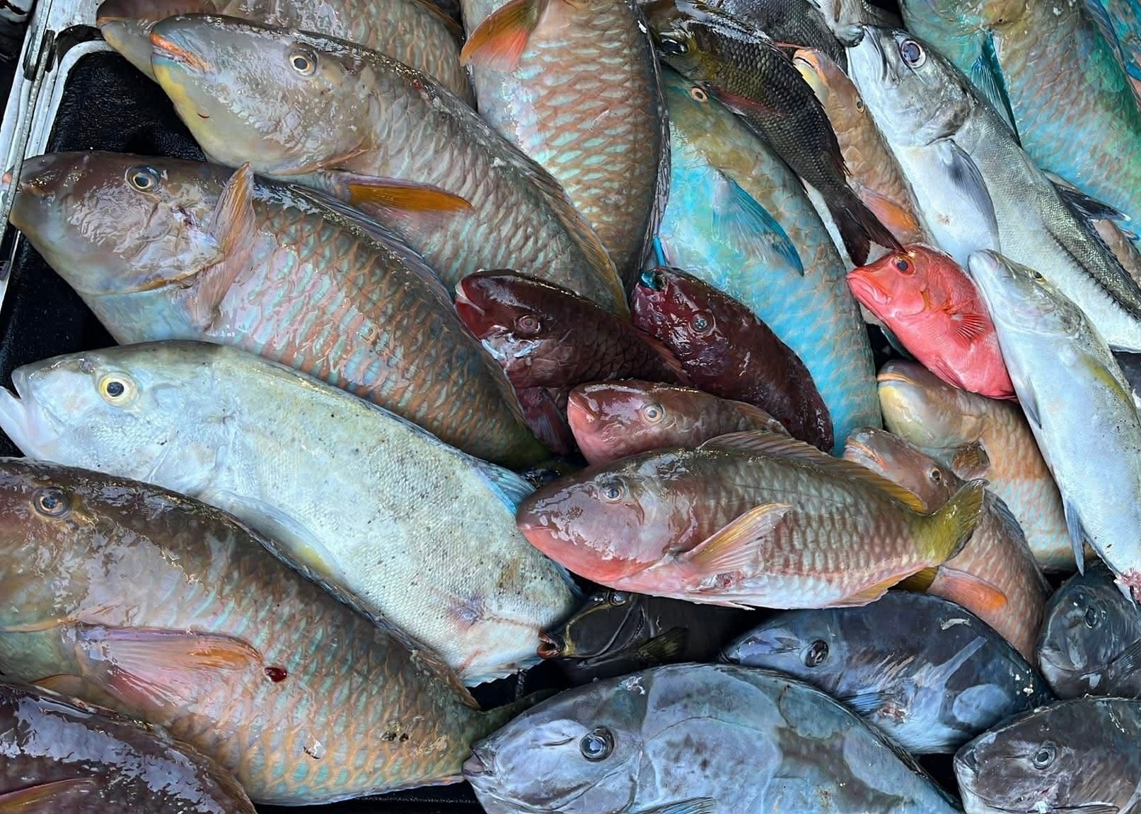 Fishing: A tray of colourful reef fish from the day's catch