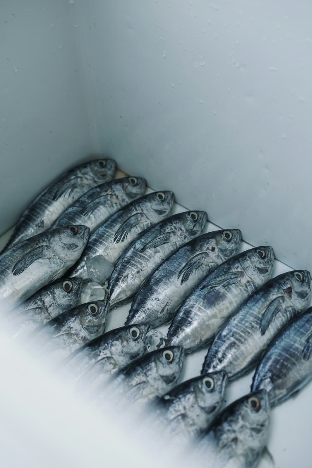 Bottom fishing for grouper and snapper — all levels welcome, night tours available