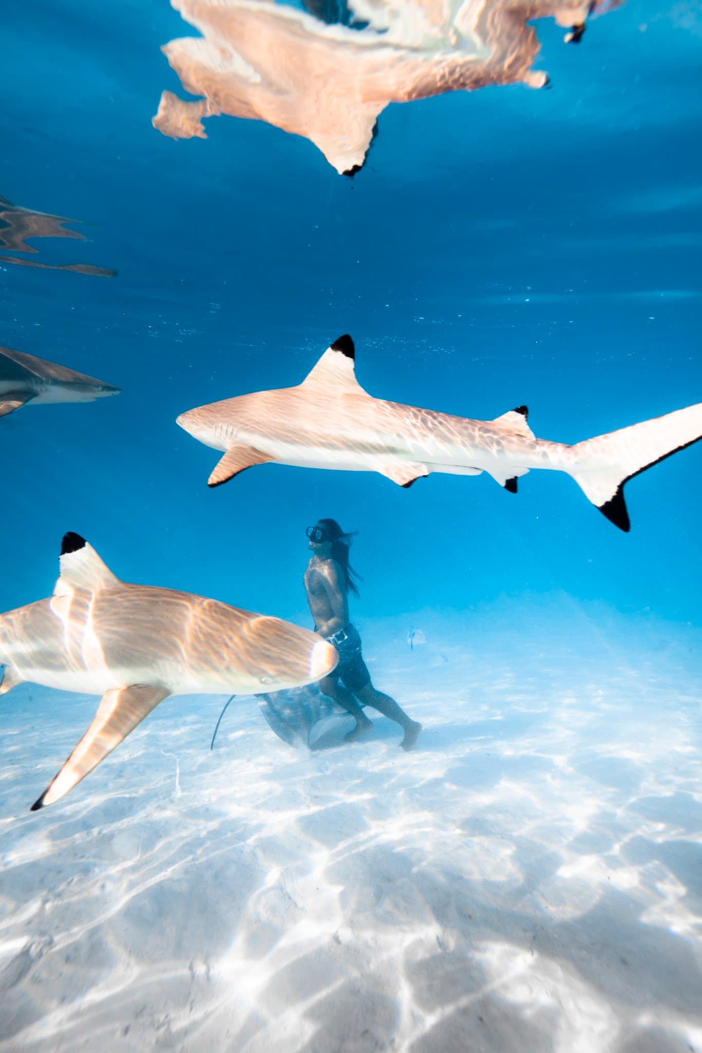 Moorea Escape: Snorkeler swimming among blacktip reef sharks over the sandy lagoon floor