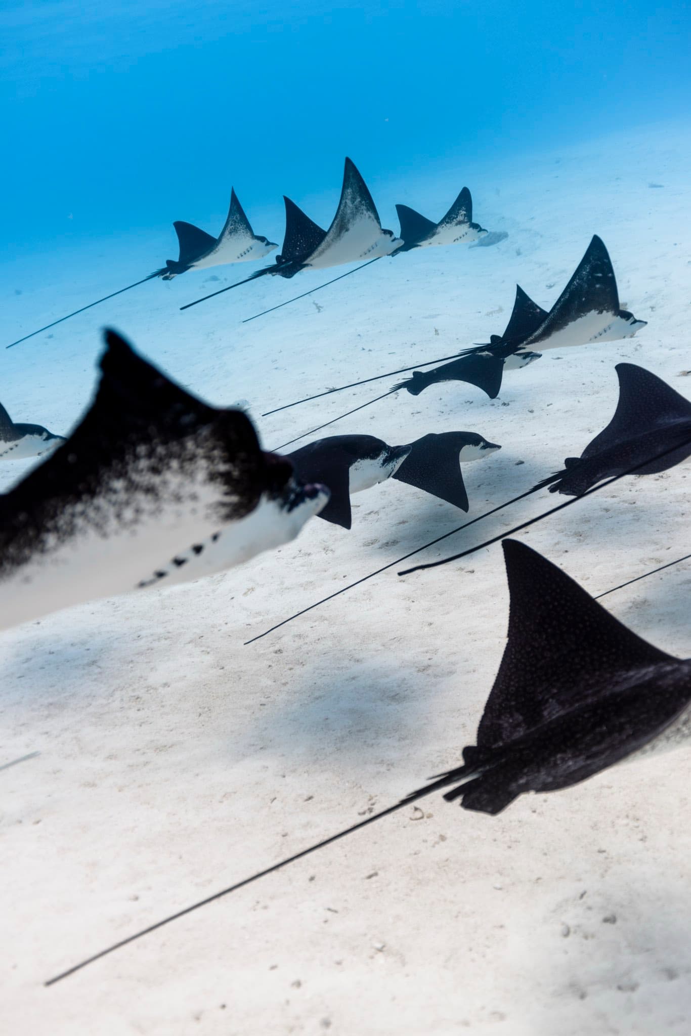 Moorea Escape: A squadron of spotted eagle rays gliding over the lagoon floor