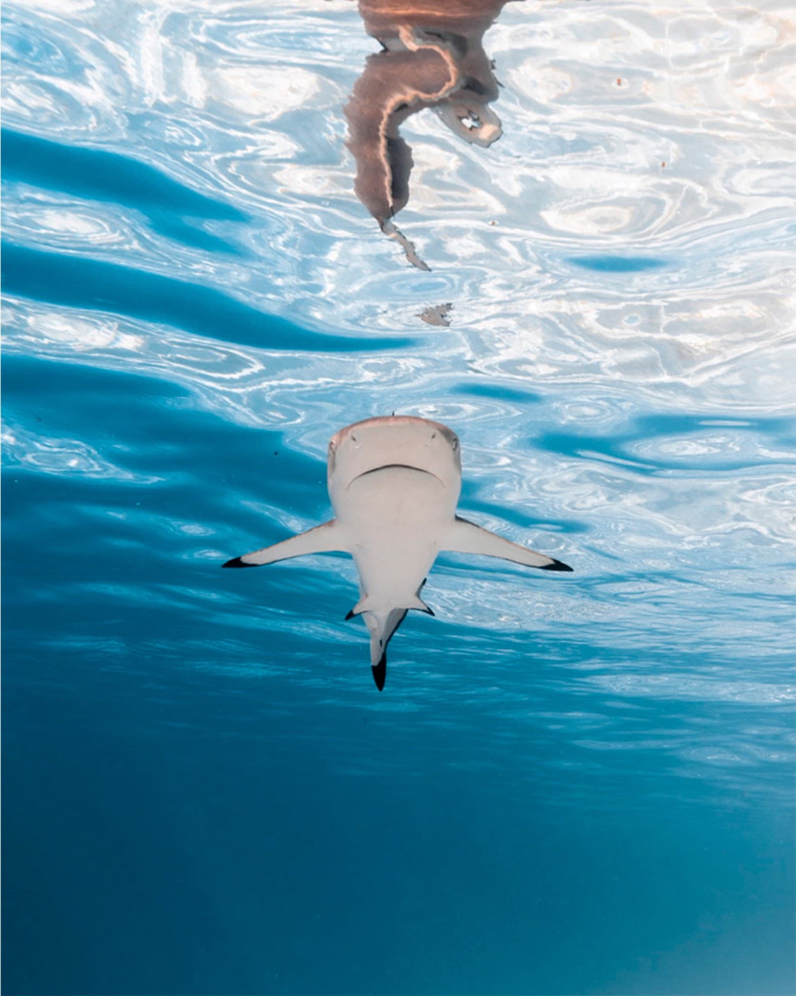 Moorea Escape: Blacktip reef shark cruising just beneath the surface