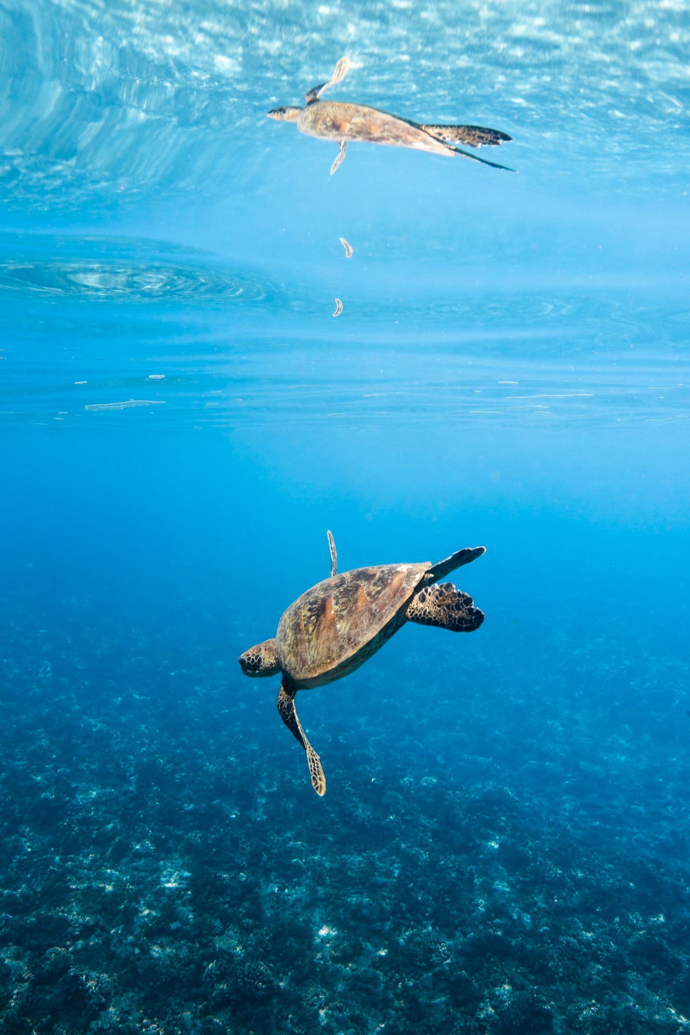 Snorkeling: Green sea turtle gliding over the lagoon reef