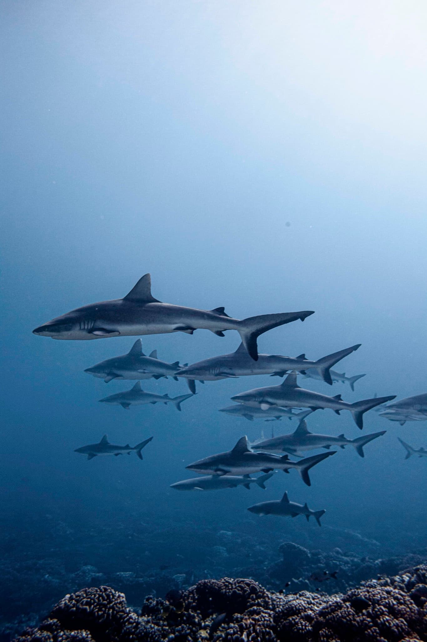 Snorkeling: A group of grey reef sharks patrolling the reef