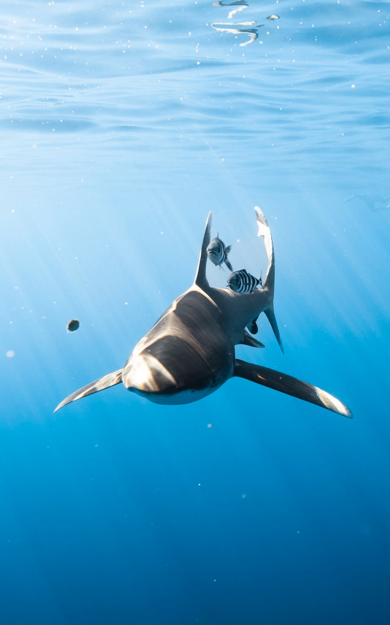 Snorkeling: Reef shark gliding through sunlit blue water