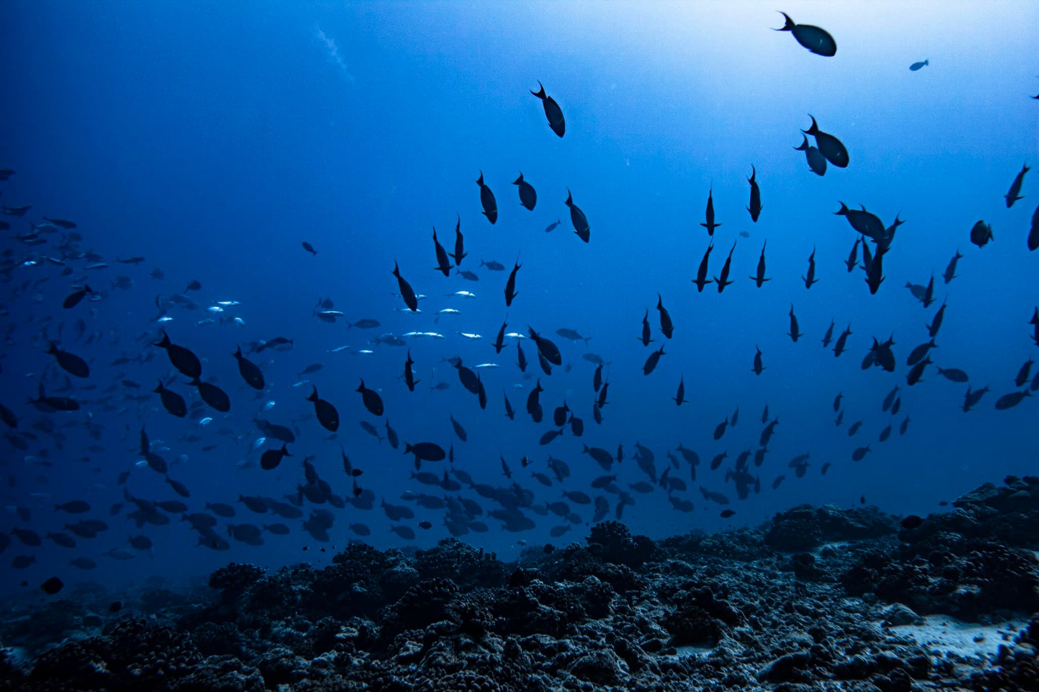 Snorkeling: Turtles, rays, sharks, and vibrant coral reefs with a local guide