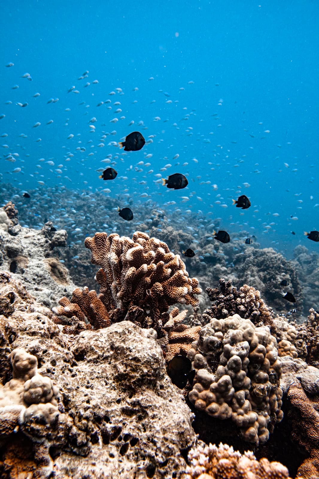 Turtles, rays, sharks, and vibrant coral reefs with a local guide