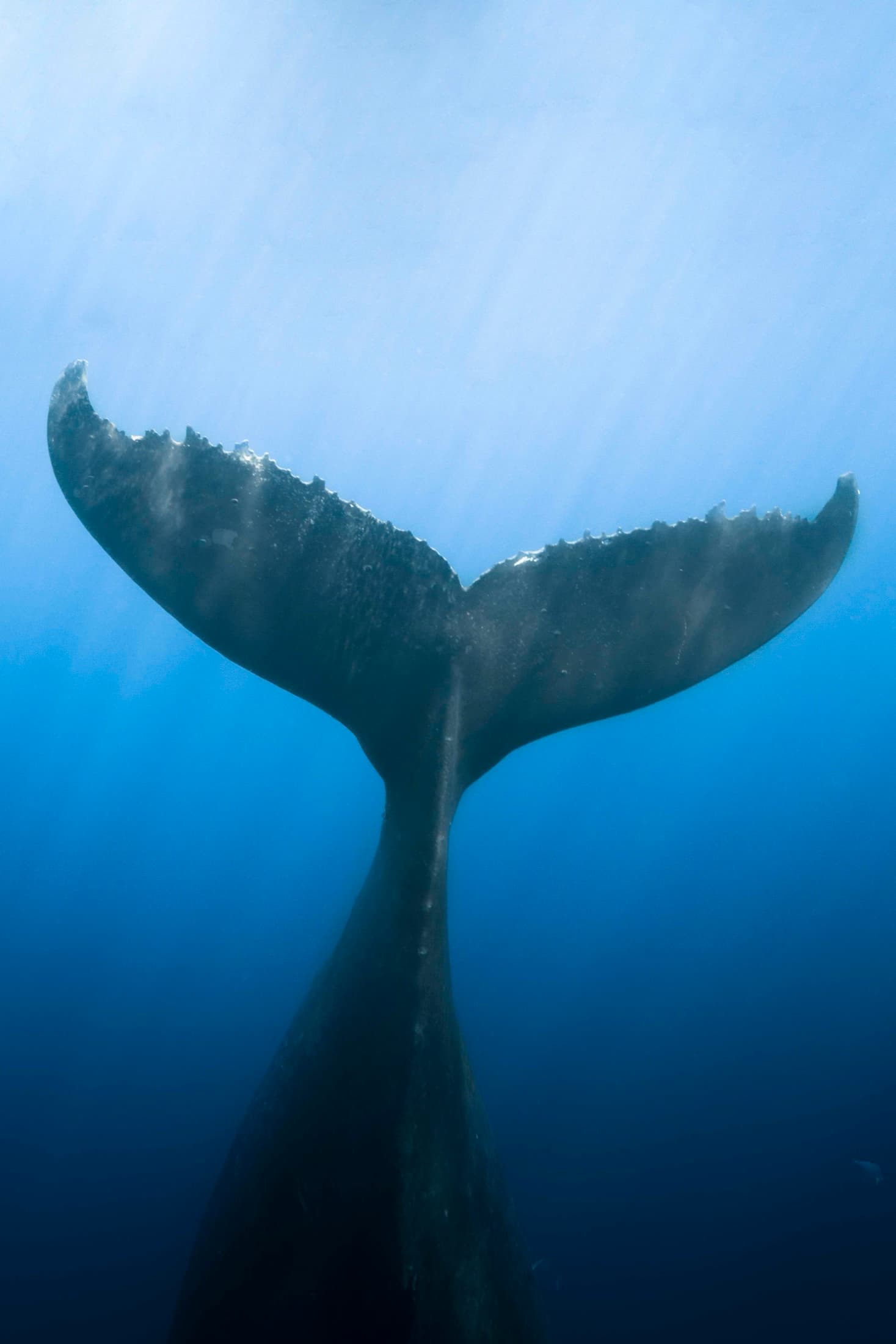 Whale Watching: Humpback whale tail fluke raised as it dives into the deep