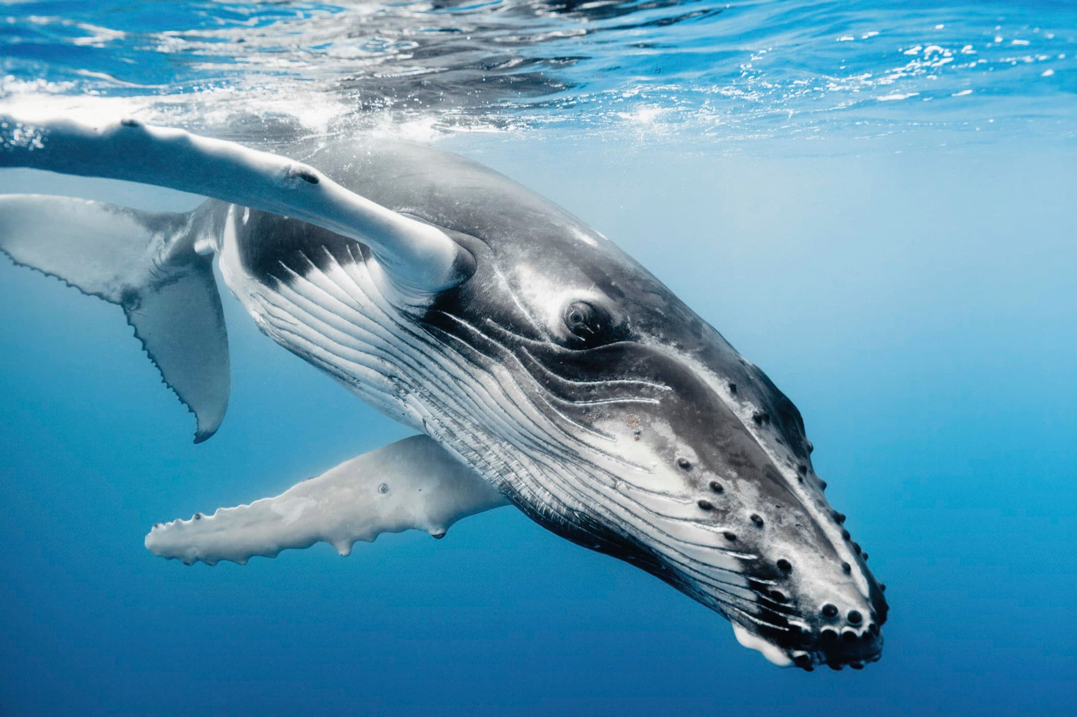 Whale Watching: Humpback whale gliding just beneath the surface in clear blue water