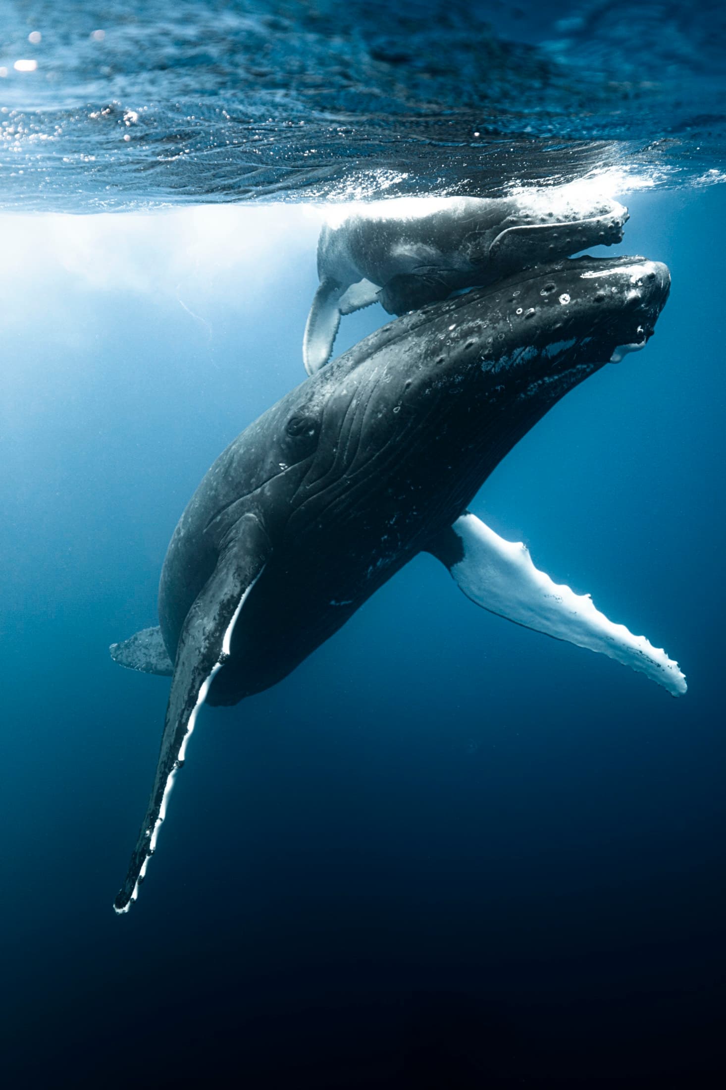Whale Watching: Mother humpback whale and her calf resting below the surface