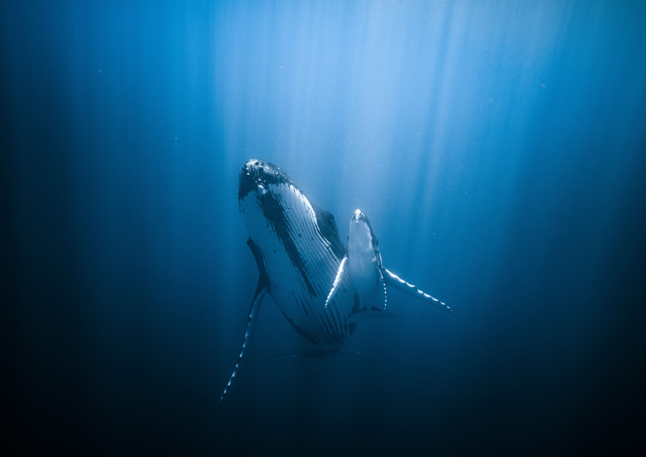 Whale Watching: Two humpback whales in deep blue water lit by sun rays