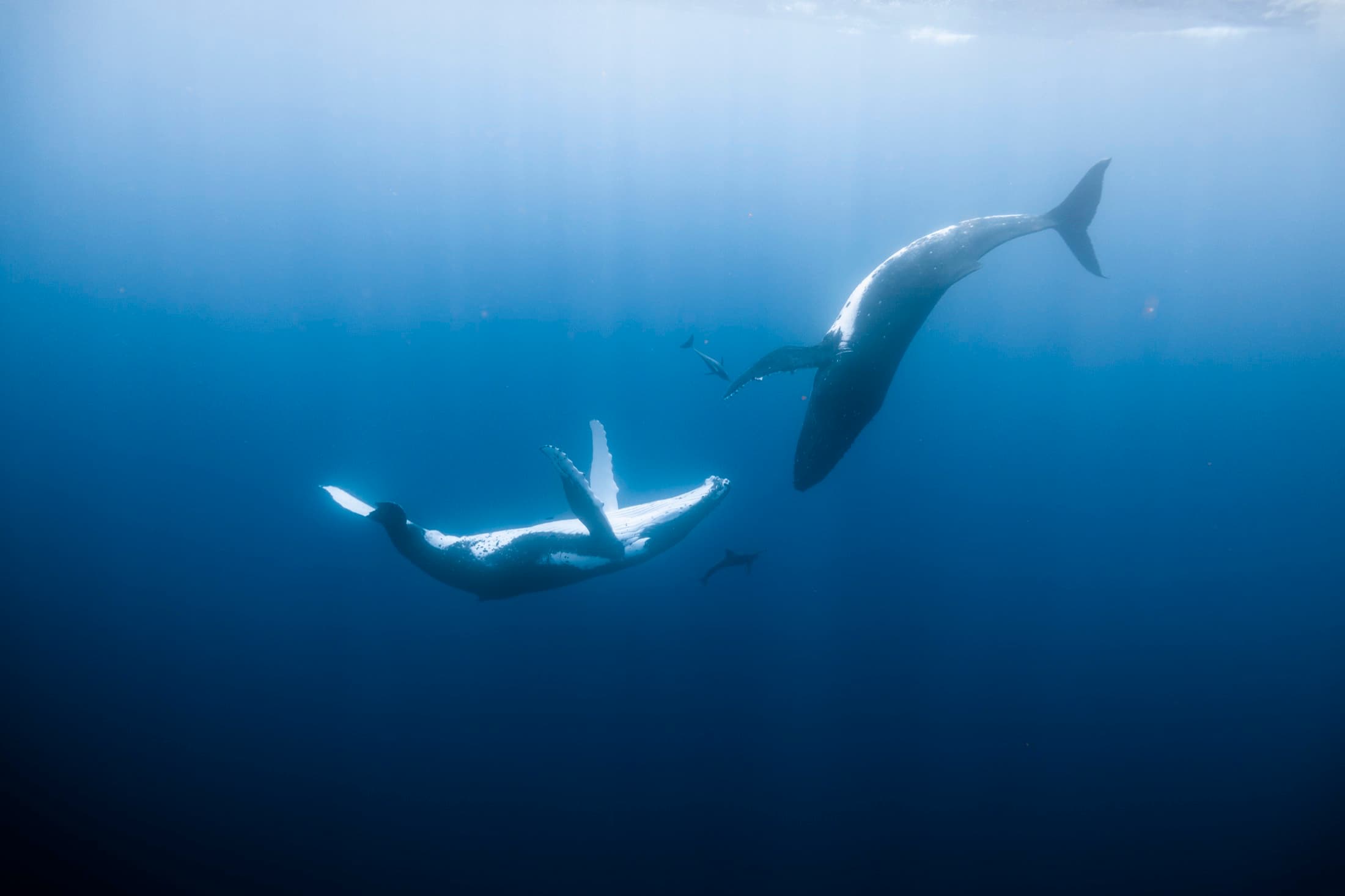 Whale Watching: Freediver swimming alongside a humpback whale in the open ocean