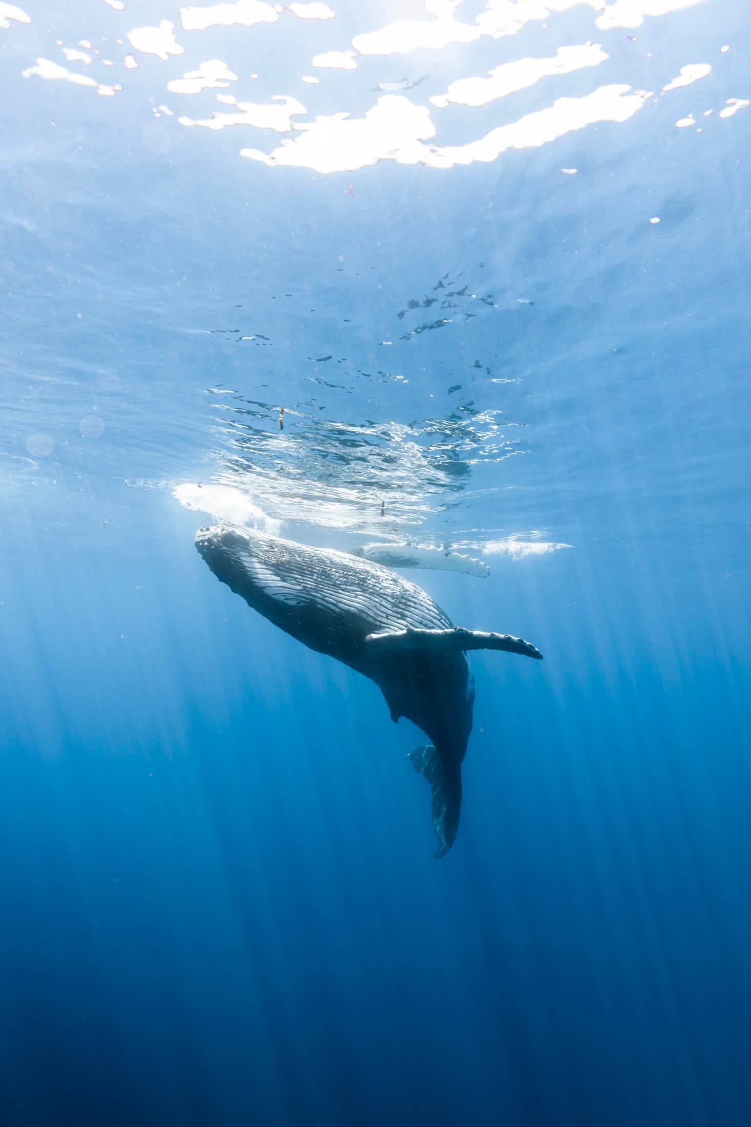 Whale Watching: Humpback whale rising toward the sunlit surface