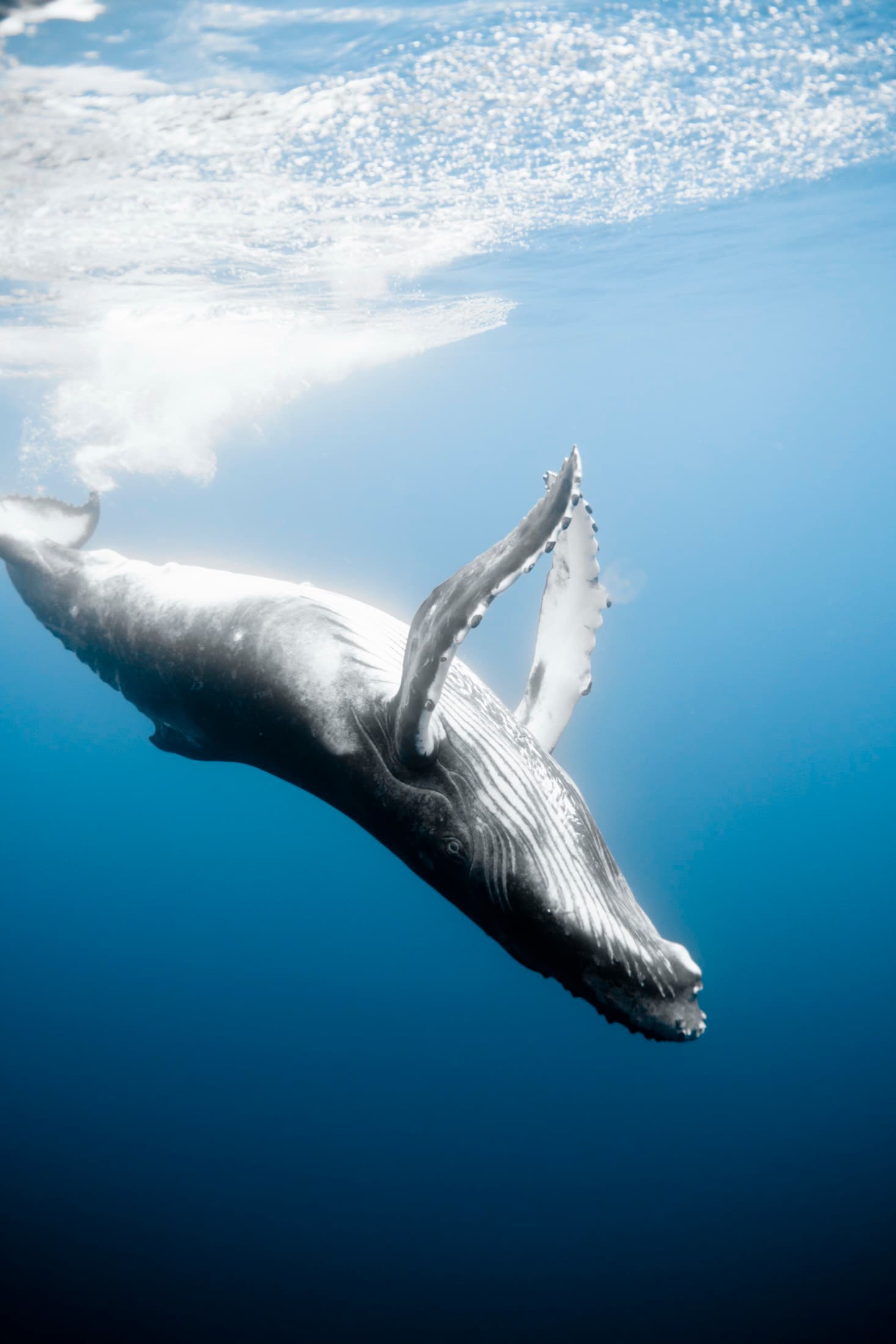 Whale Watching: Humpback whale with pectoral fin raised, trailing bubbles near the surface