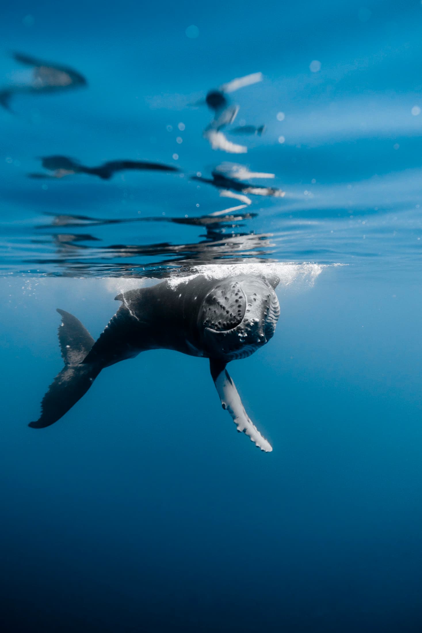 Whale Watching: Humpback whale swimming below the surface with seabirds overhead
