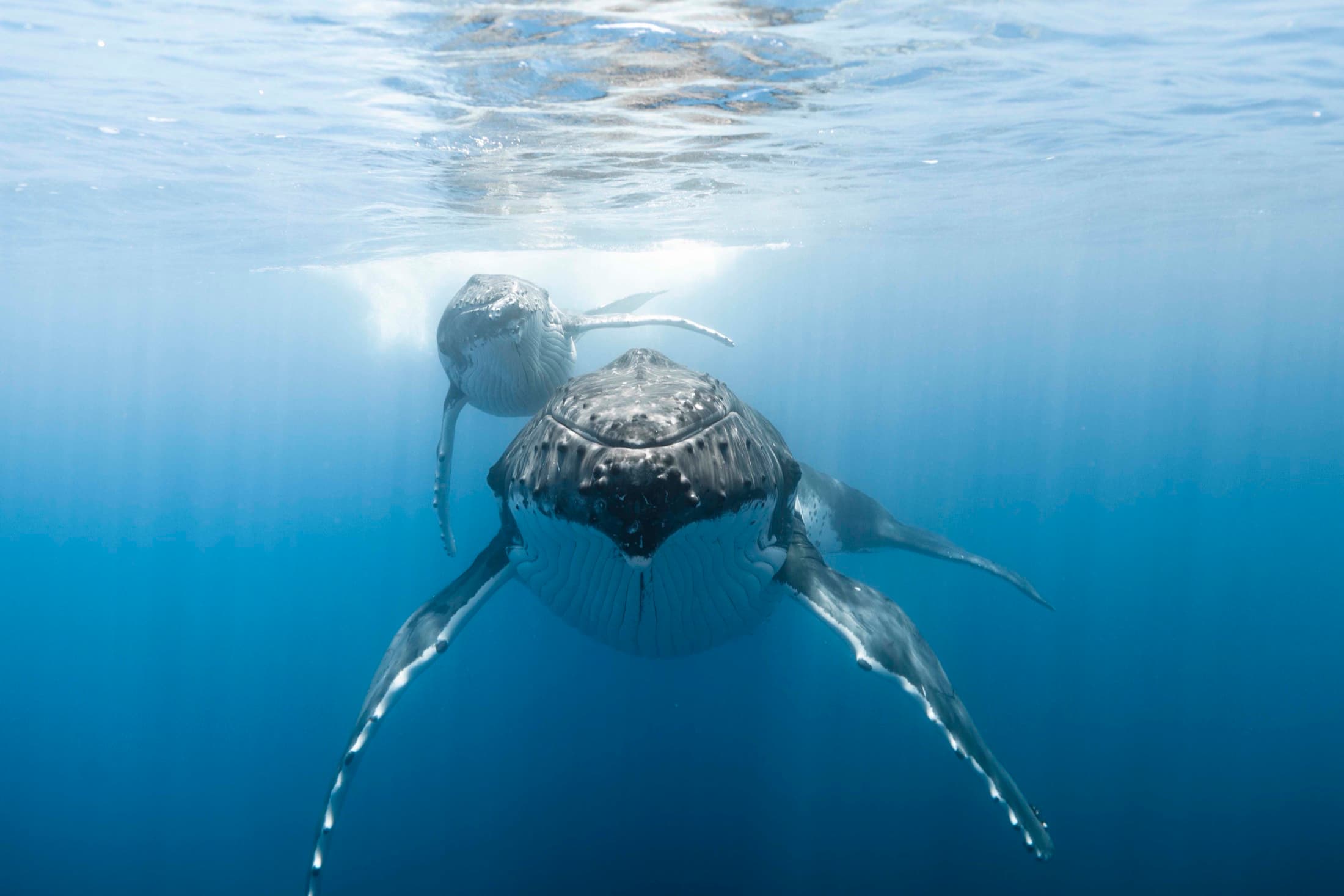 Whale Watching: Humpback whales in their natural habitat — swimming encounters when conditions allow