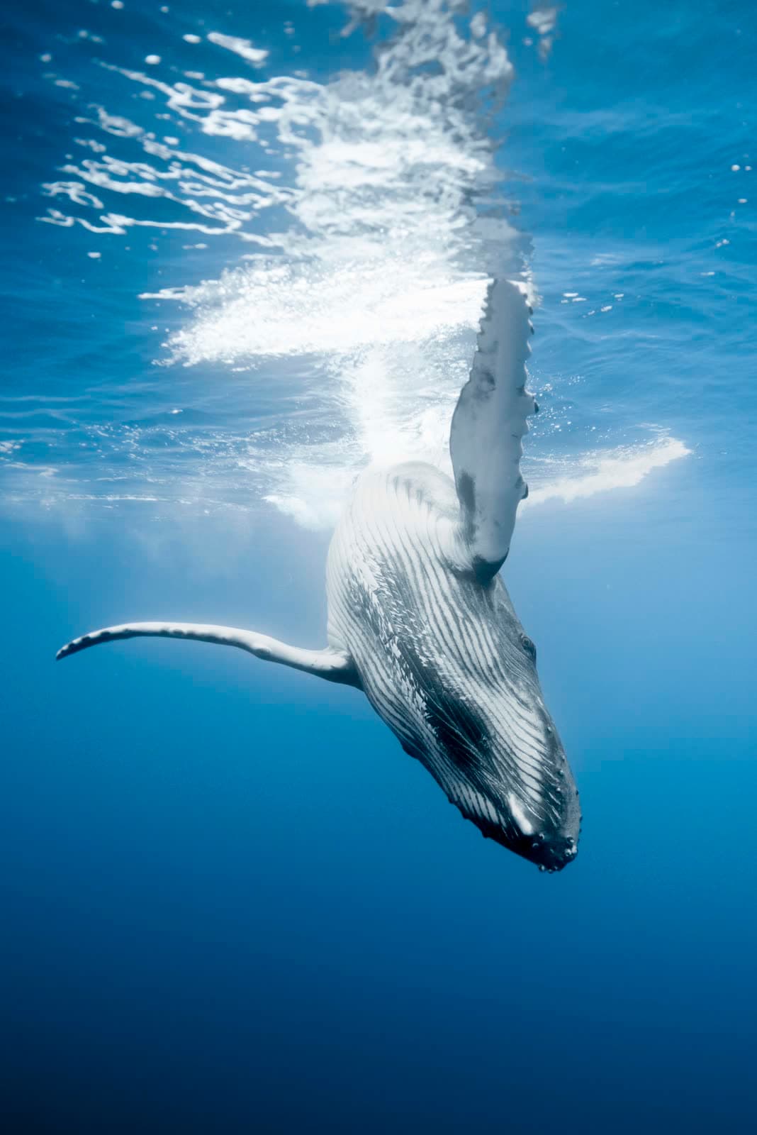Humpback whales in their natural habitat — swimming encounters when conditions allow