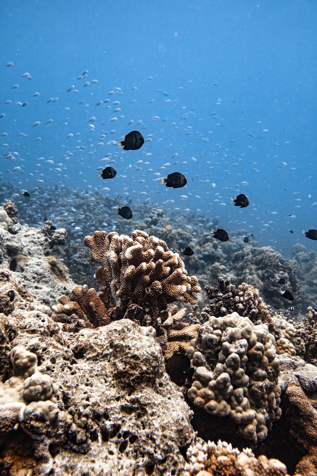 Snorkeling: Turtles, rays, sharks, and vibrant coral reefs with a local guide