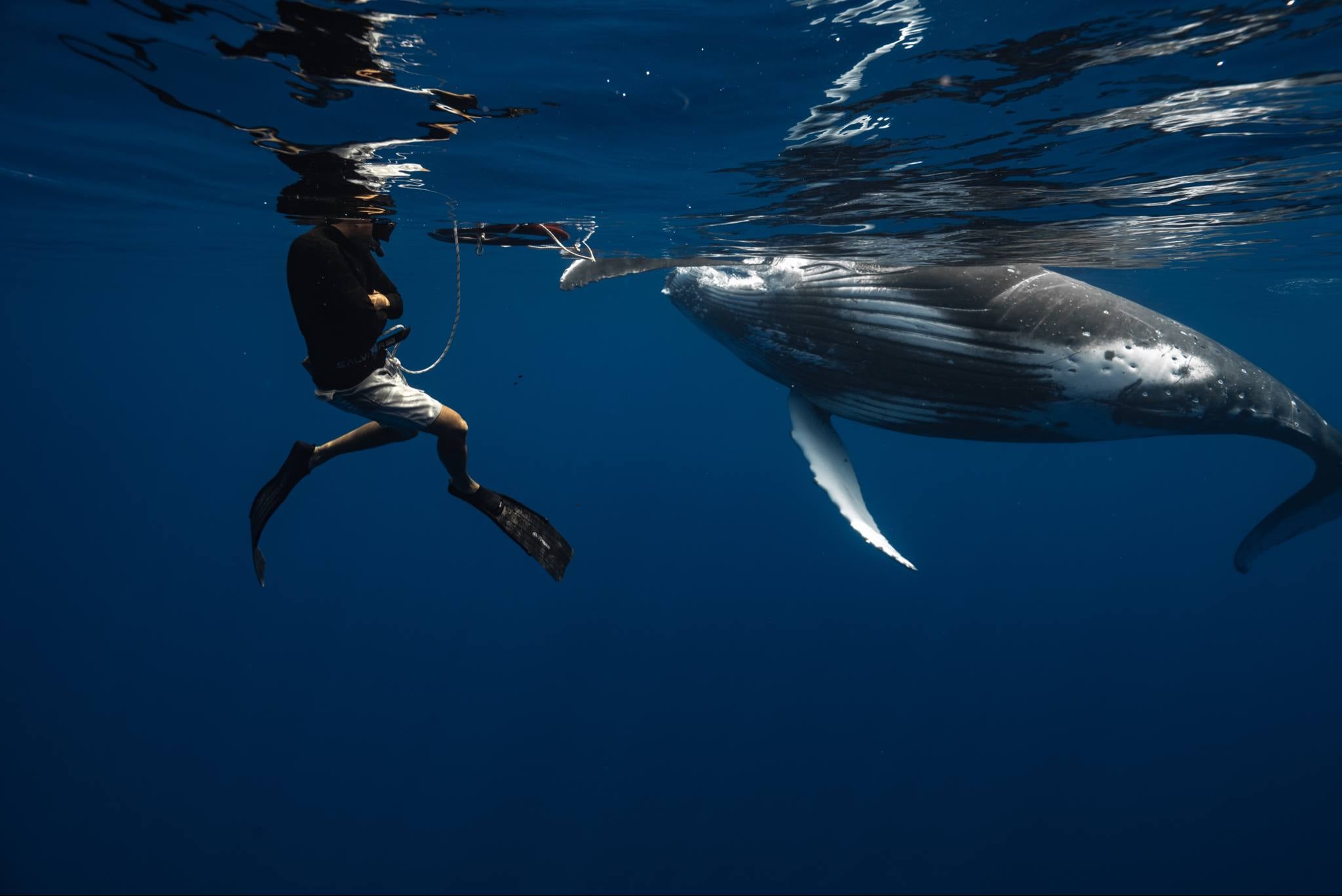 Keanu swimming with a humpback whale in Tahiti