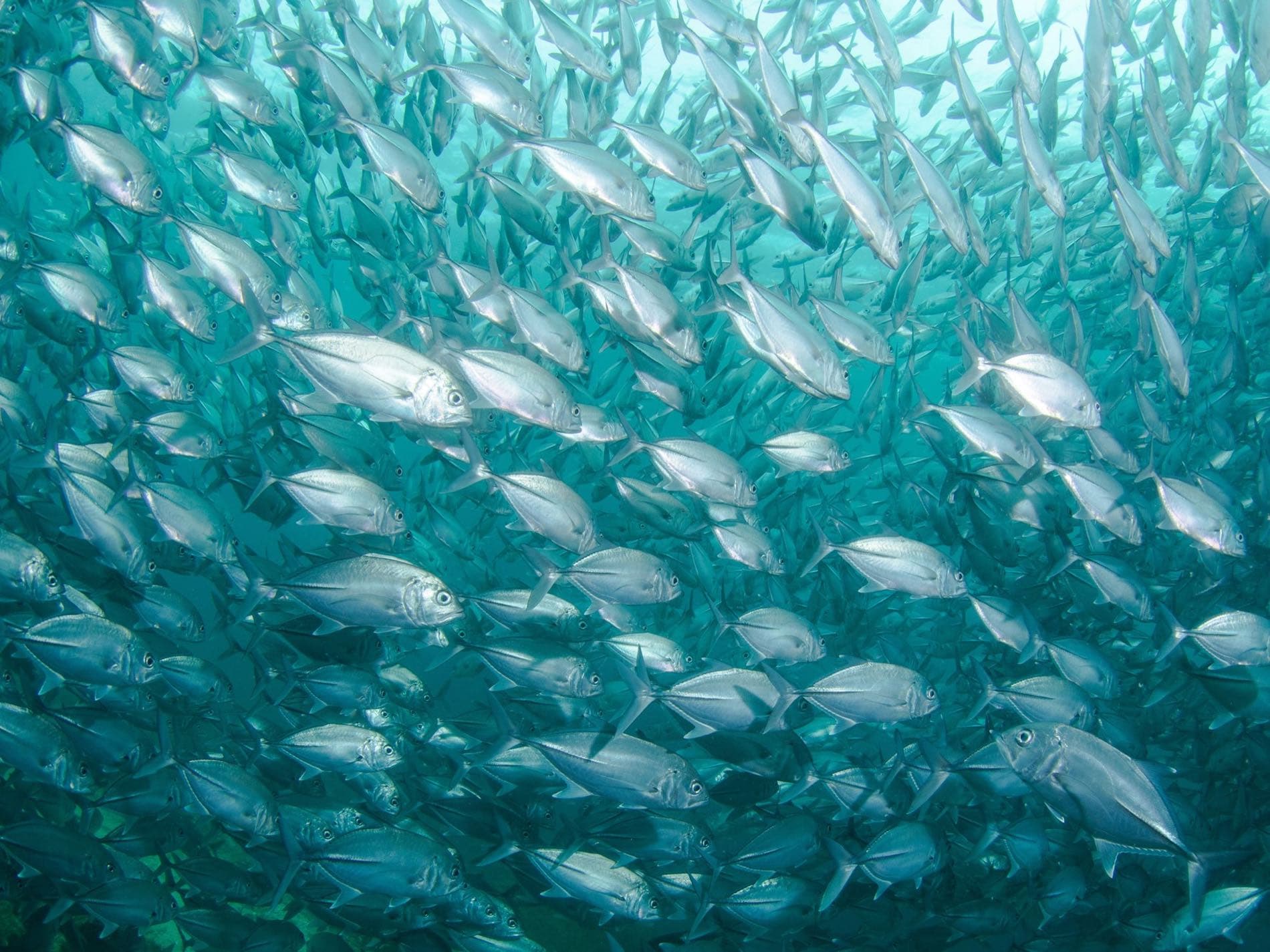 Fishing: Bottom fishing for grouper and snapper — all levels welcome, night tours available