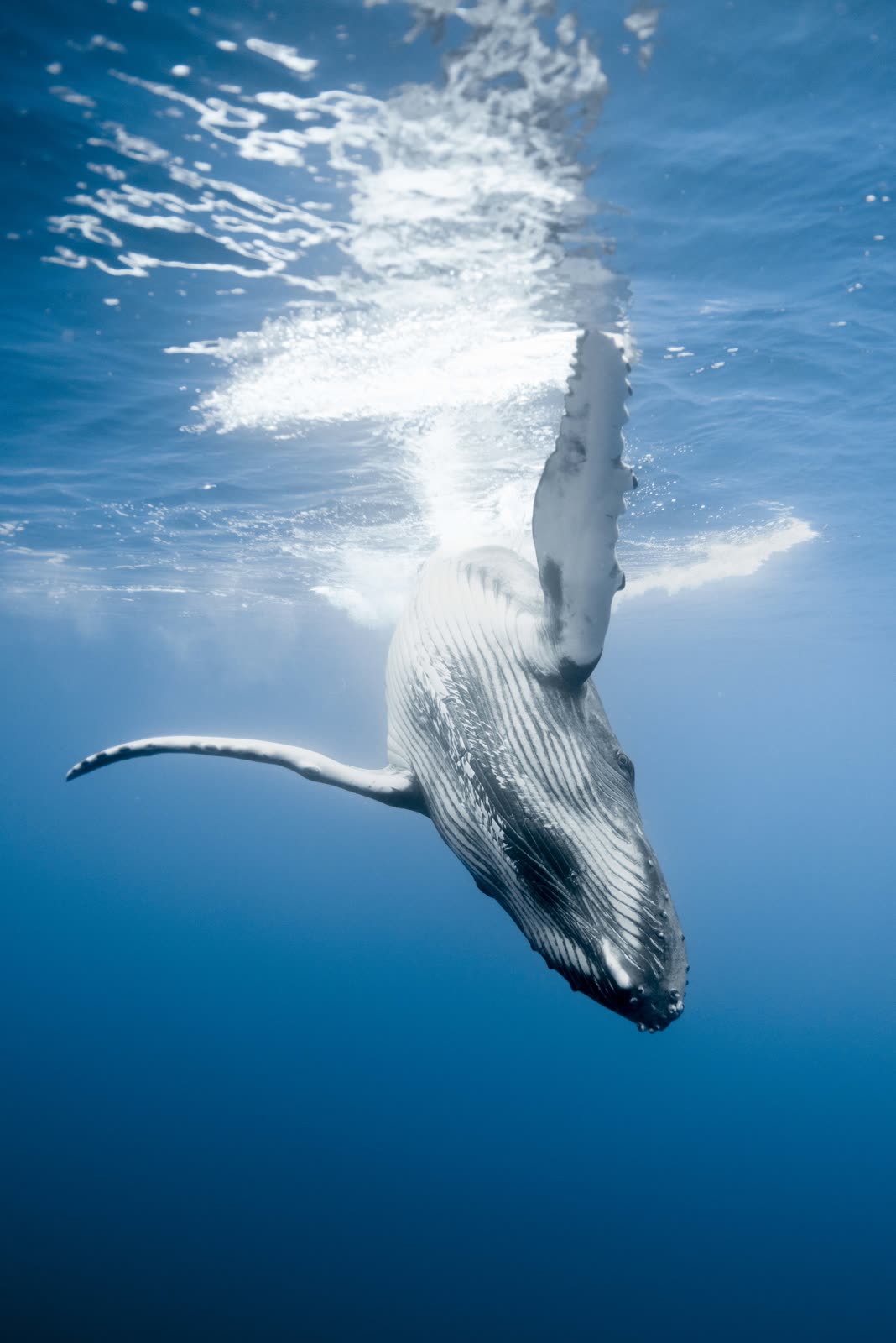 Whale Watching: Humpback whales in their natural habitat — swimming encounters when conditions allow